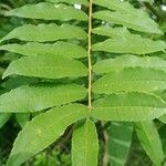 Zanthoxylum rhoifolium 葉