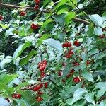 Cornus mas Fruit