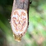 Pteridium aquilinum Leaf