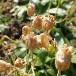 Silene zawadzkii Fruit