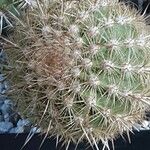 Weberbauerocereus weberbaueri 其他
