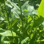 Crepis paludosa Leaf