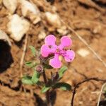 Saponaria calabrica Flower