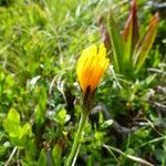 Scorzoneroides helvetica Flower