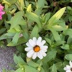 Zinnia angustifoliaFlower