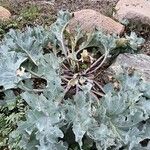 Crambe maritima Feuille