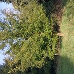 Torreya californica Hábito