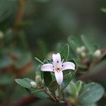 Correa alba Blüte