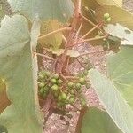 Vitis tiliifolia Plod