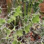 Euphorbia magnicapsula Φύλλο