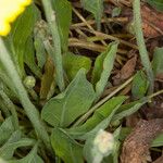 Sonchus bulbosus Likasa