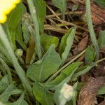 Sonchus bulbosus Levél