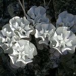 Eriogonum saxatile Flower