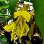 Sophora denudata Flower