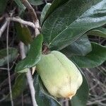 Ficus assamica Fruit