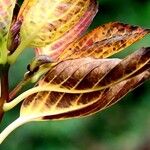 Hydrangea macrophylla Leaf