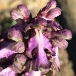 Himantoglossum robertianum Blomst
