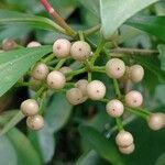 Ardisia elliptica Frucht