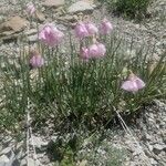 Allium narcissiflorum Hábito