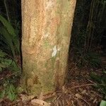 Pouteria hispida Corteza