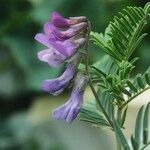 Vicia cusnae Blomst