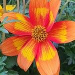 Bidens triplinervia Flor