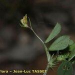 Medicago murex Fleur