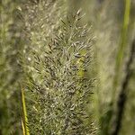 Calamagrostis arundinacea Diğer