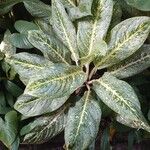 Dieffenbachia seguine Natur