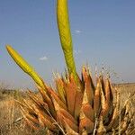 Aloe broomiiLehti