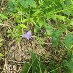 Campanula rotundifoliaFlor