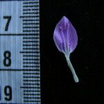 Dicliptera bupleuroides Άλλα