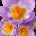 Crocus sieberi फूल