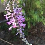 Buddleja lindleyana Flor