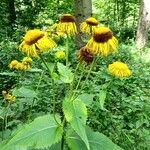 Inula heleniumFleur