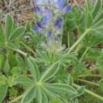 Lupinus micranthus Цветок