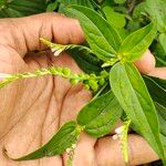 Spigelia anthelmia Folha