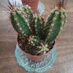 Neoraimondia herzogiana ഇല