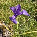 Iris latifolia Habit