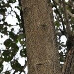 Cordia africana Schors