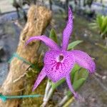 Guarianthe skinneri Flower