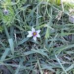 Sisyrinchium rosulatum Цветок