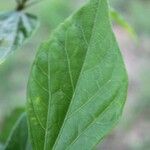 Hibiscus boryanus Ліст