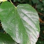 Tilia dasystyla List