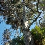 Eucalyptus dalrympleana Hábito