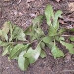 Pittosporum cherrieri Staniste