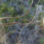 Heteropogon contortus Flor