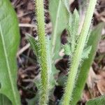 Crepis foetida Kôra