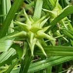 Carex grayi Fruto