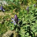 Plectranthus amboinicusফুল